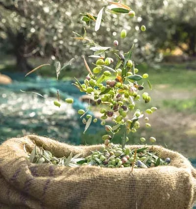 olive-harvest-landscape-cards