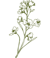 canola-dark-green-icon-cards (1)