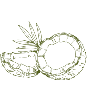 coconut-dark-green-icon-cards (1)