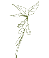 soybean-dark-green-icon-cards (1)