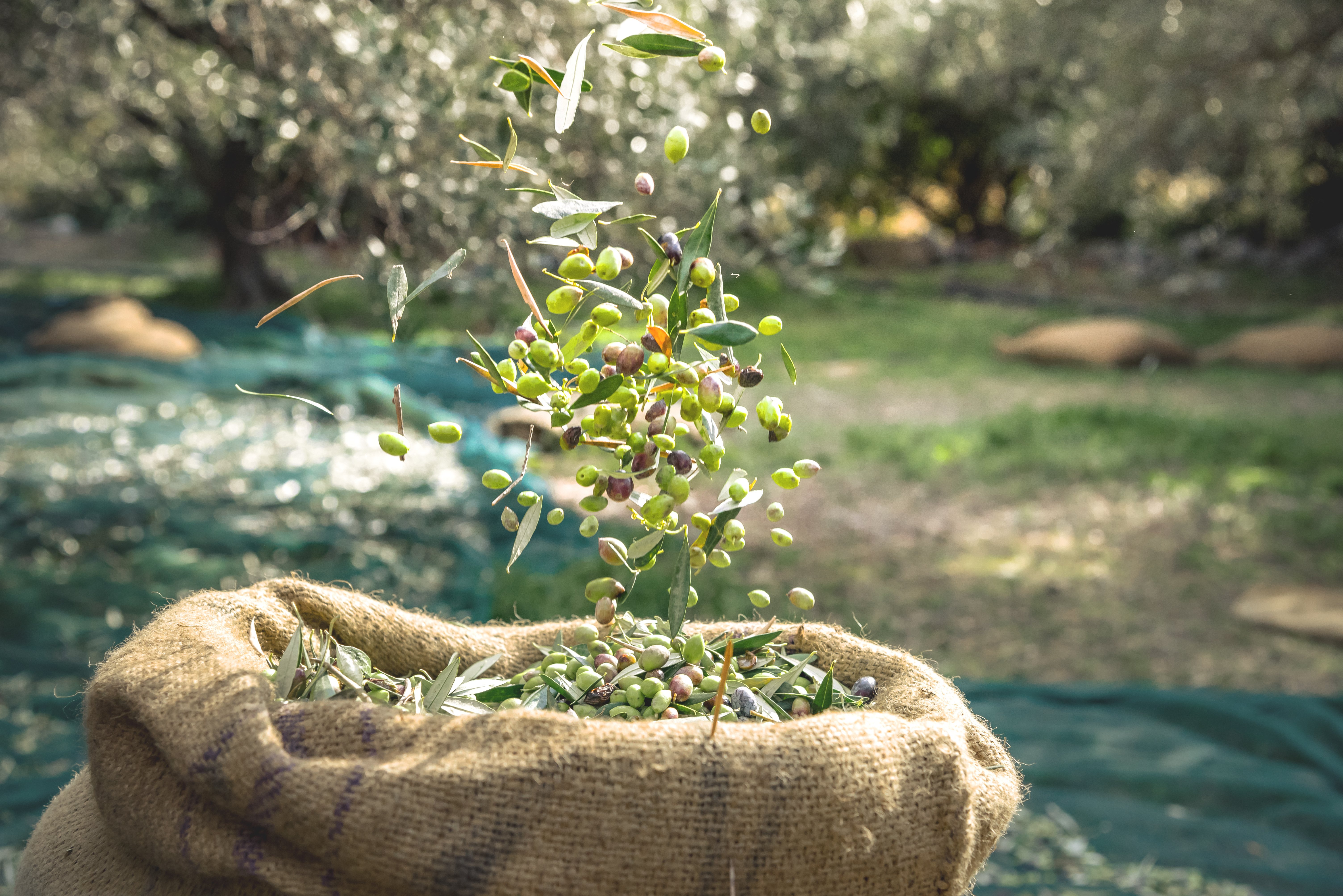 olive_harvest