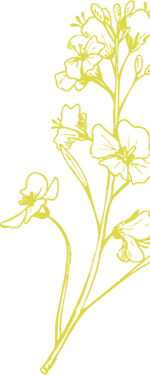canola-background-art
