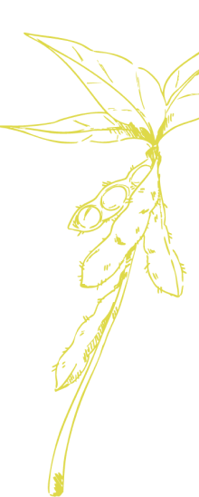 soybean-background-art